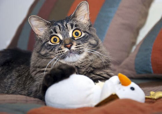 _荒漠越野骑行：在沙丘间追逐风影_，沙漠越野玩法