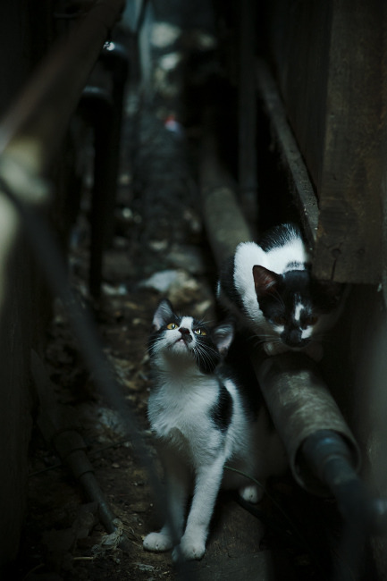 “未来科技：新能源赛车引领极速新潮流”，未来新能源suv车型图片