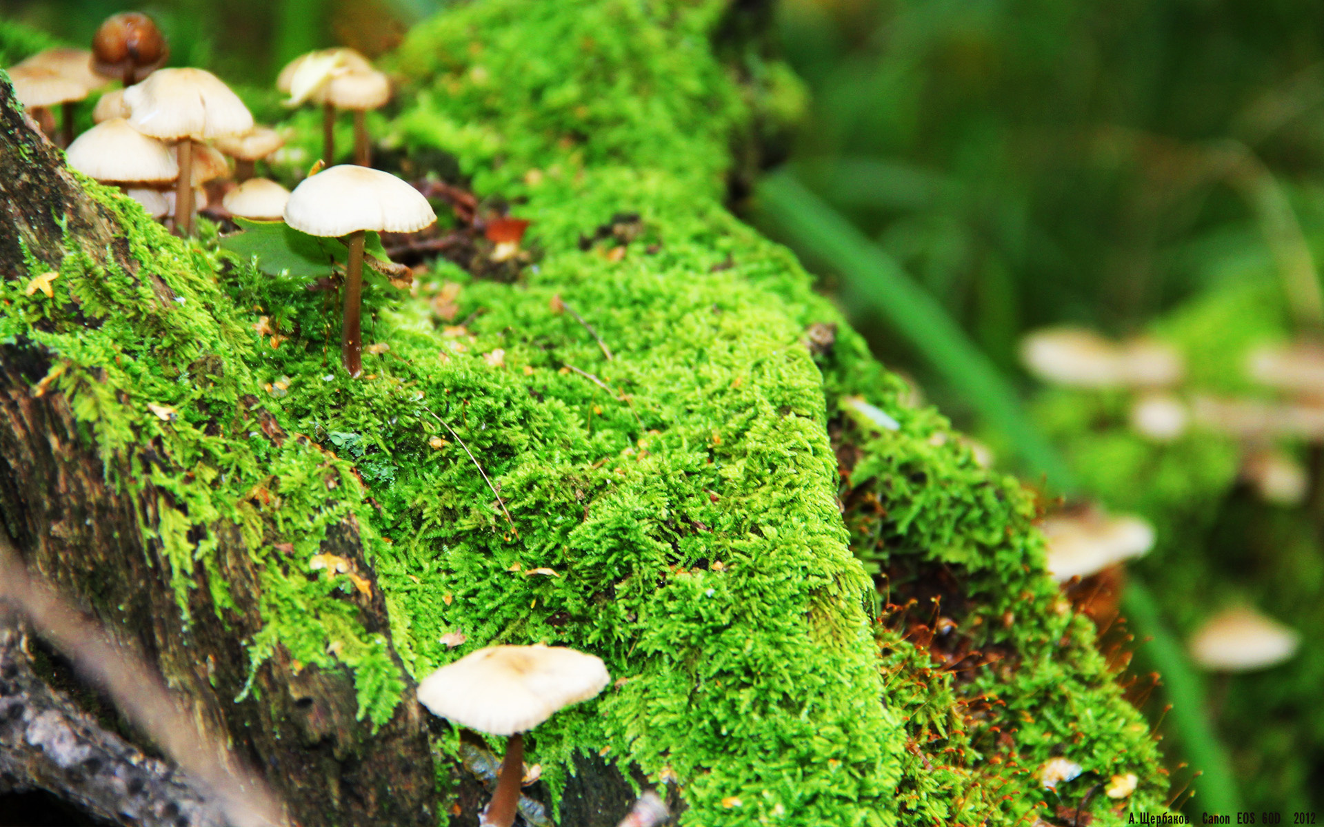 水晶泳池比赛,奢华泳池引领运动潮流,水晶游泳池