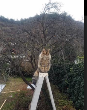 特色足球文化产业示范项目在多城市落地,打造足球特色学校