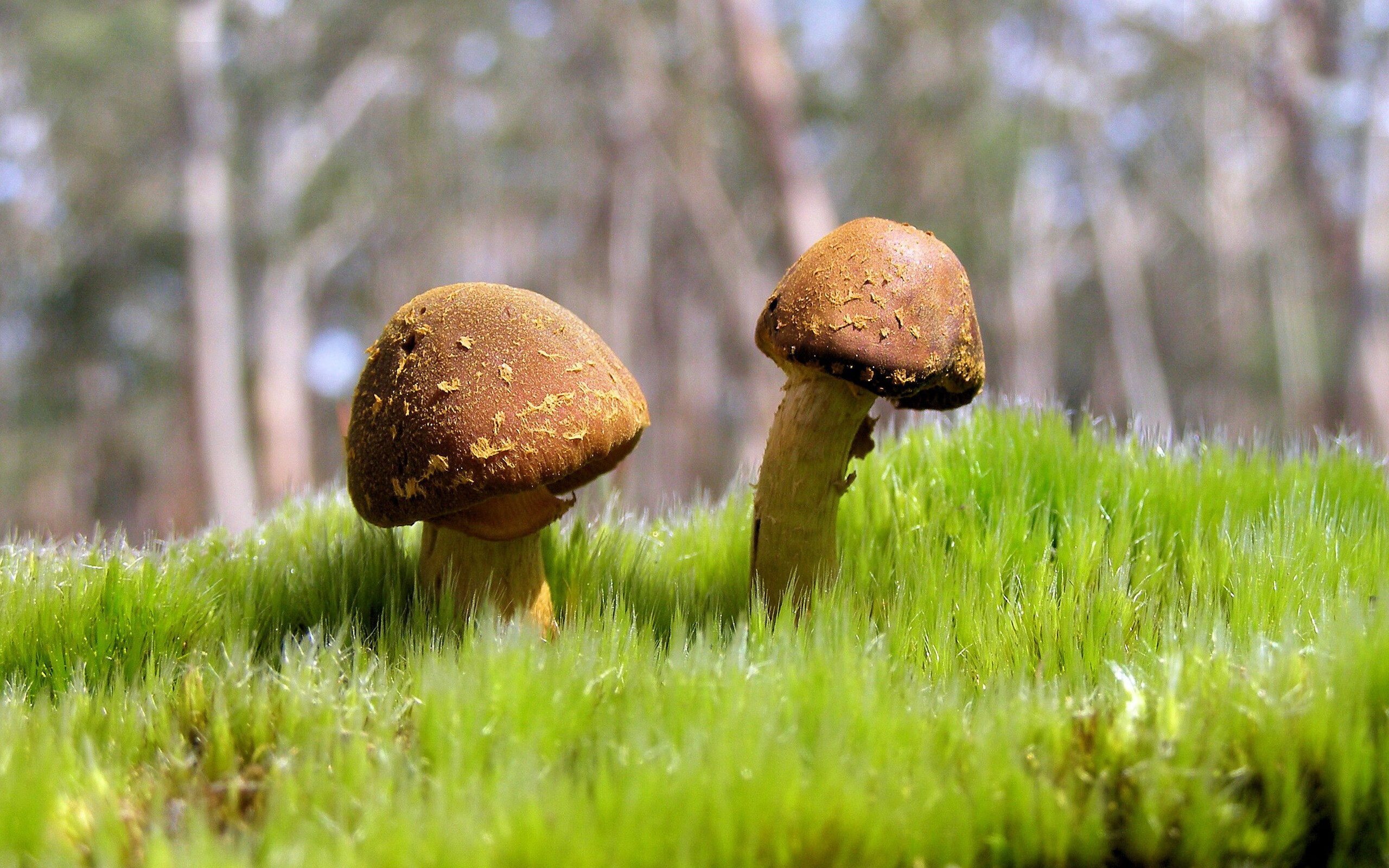 王者荣耀“王者征途”全球邀请赛火热进行中，王者的征程