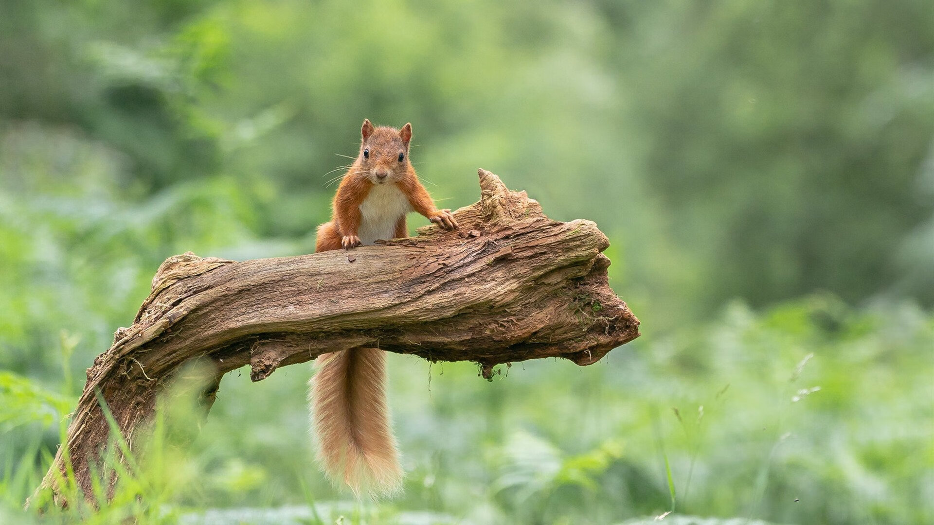 青少年足球联赛扩大参赛规模，足协谈青少年竞赛