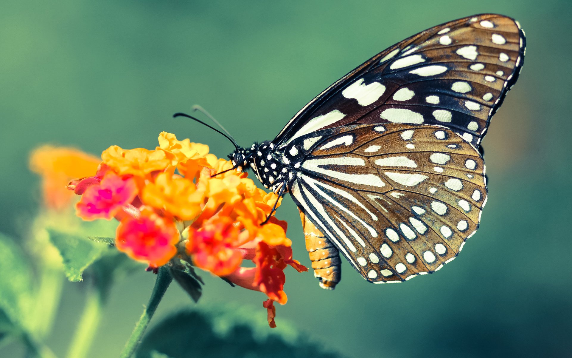 冰岛不敌丹麦，欧洲国家联赛遭遇困境，欧洲杯冰岛队战绩