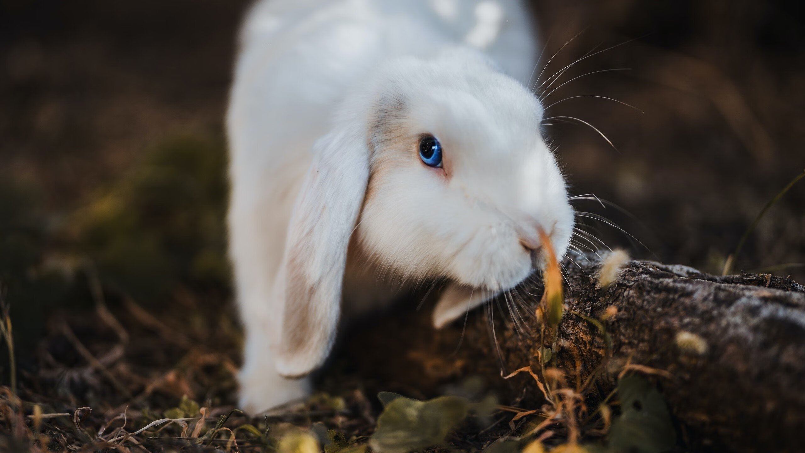 卡利亚里队士气高涨,马德里竞技扼腕叹息,卡利亚里转入球员