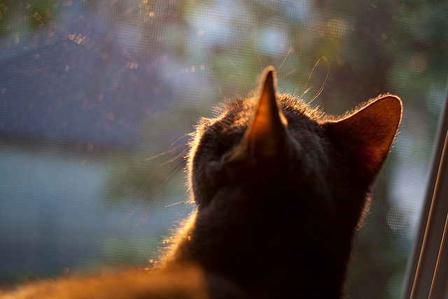 基层足球基础设施建设是否跟上需求，关于全面推进城市社区足球场地设施建设的意见