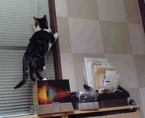 美因茨主场2-0击败斯图加特，状态回暖，美因茨队主客场球衣