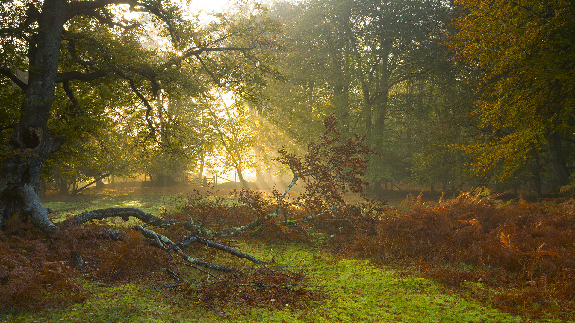 女篮世界杯中国队强势晋级四强，女篮世界杯中国队成绩