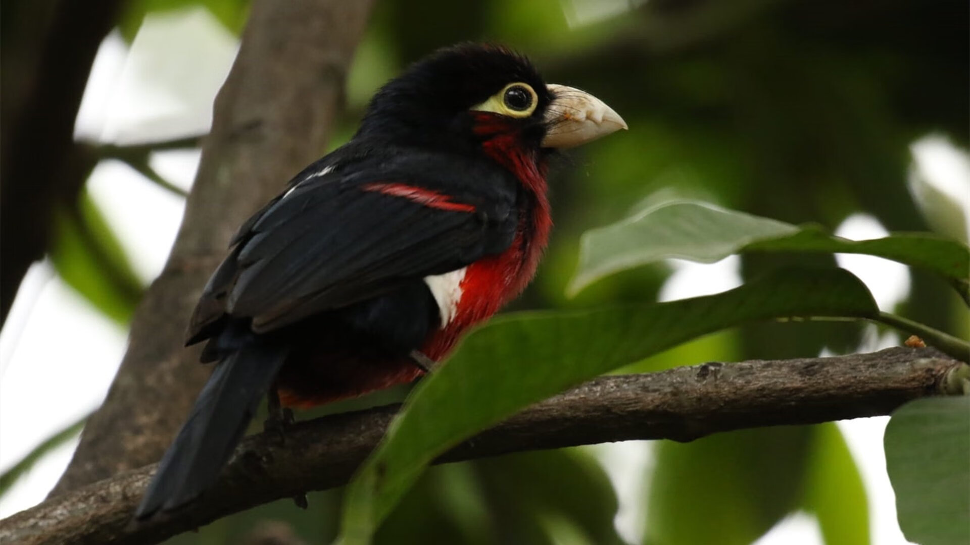 卡斯帕·科尔博决赛发挥稳定赢得喝彩,卡斯帕多尔伯格