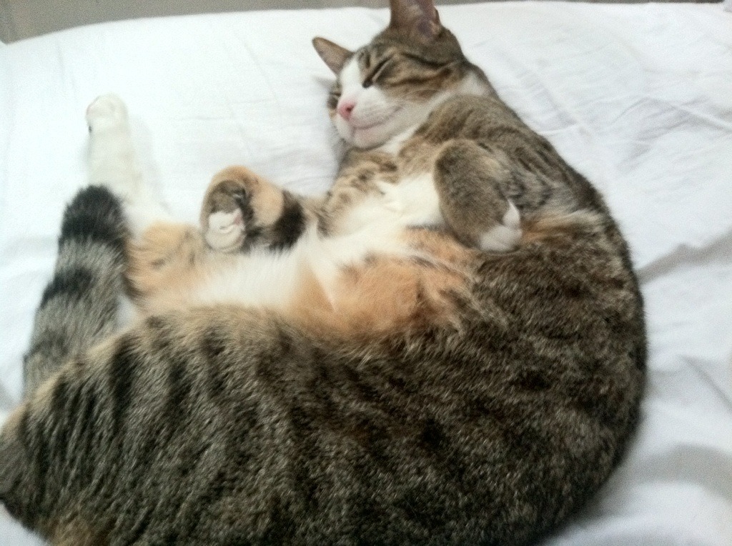 法国队赛后分享备战心得与团队故事,法国队友