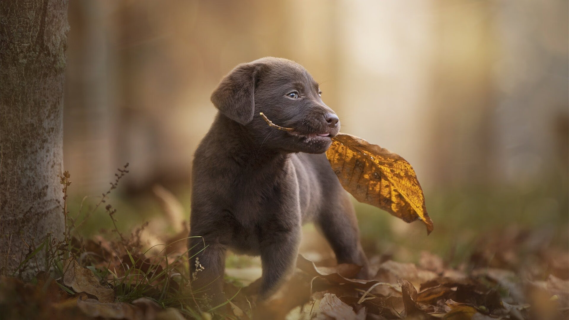 法甲年青之光:新星崛起引领未来足球潮流,法甲新赛季宣传片